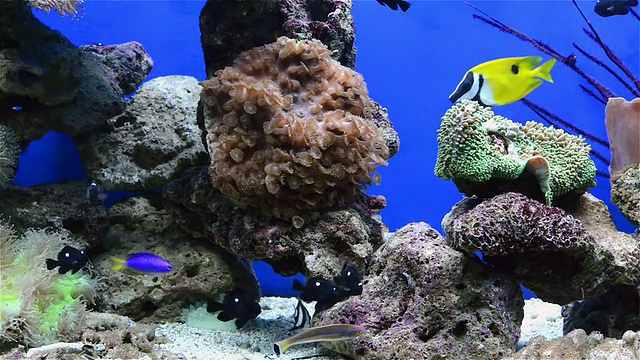 水族馆里的热带鱼类和珊瑚视频素材