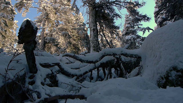 雪冷杉属pinsapo视频素材