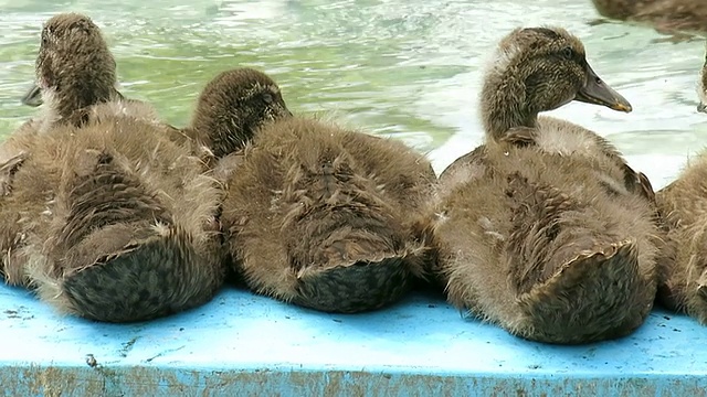 鸭子视频素材