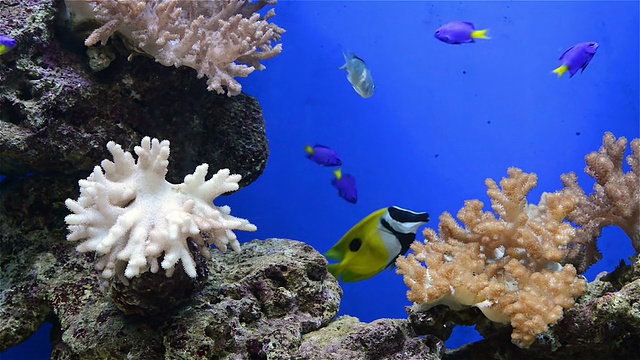 水族馆里的热带鱼类和珊瑚视频素材