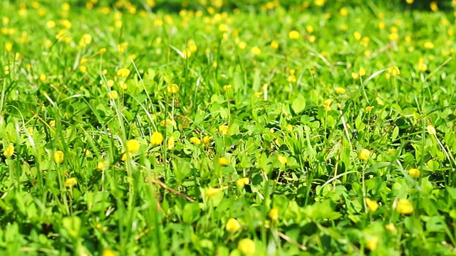 黄宇宙花上的蝴蝶视频素材