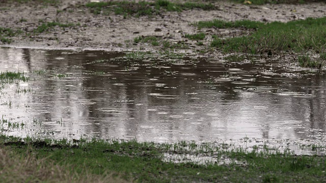 泥泞的地面上有一个大水坑，里面有雨滴和树木的倒影视频下载