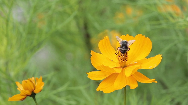 大黄蜂在黄花水仙花上收集花粉视频素材