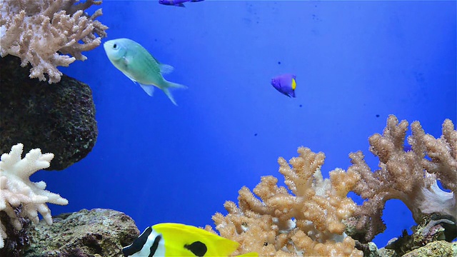 水族馆里的热带鱼类和珊瑚视频素材