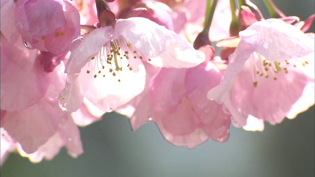 樱花视频素材