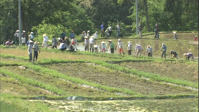 梯田水稻种植视频素材