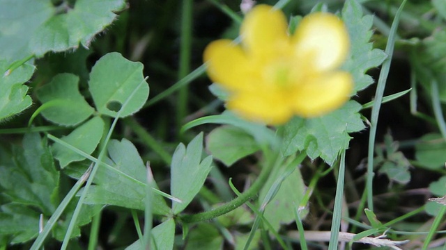 毛茛花极端宏观近风视频素材