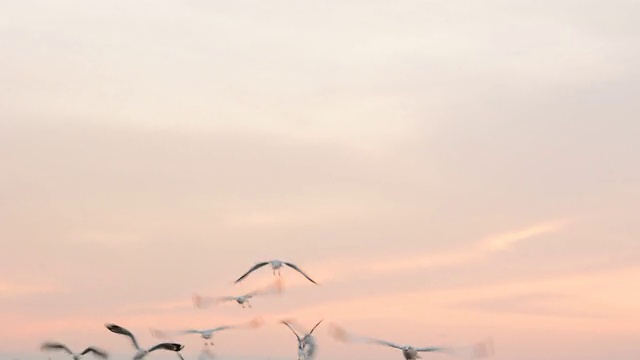一群鸟(鸥)在黄昏的天空中飞翔视频素材