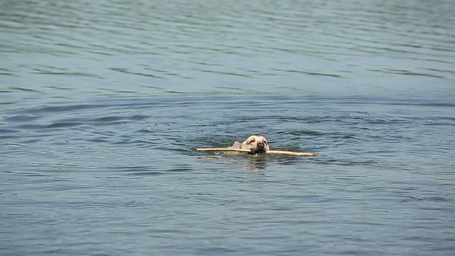 一只拉布拉多猎犬在湖里游泳视频素材