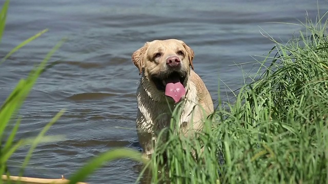 一只拉布拉多猎犬在湖里游泳视频素材