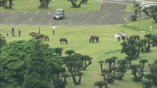 日本台地角的马视频素材