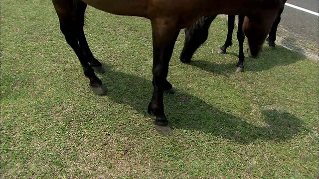 日本台地角的马视频素材