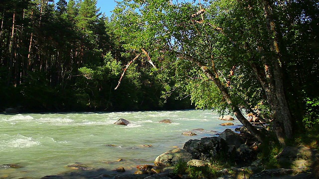 美丽的河流在树林里，山上，岩石在水中视频素材