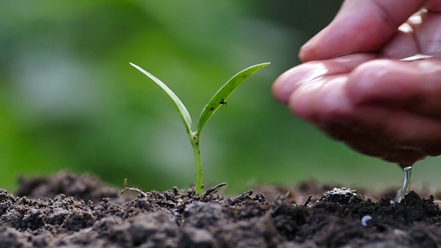 男性手栽浇水慢动作拍摄视频素材