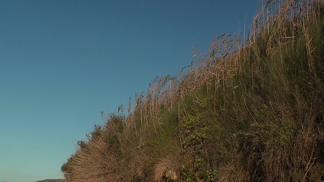 路堤与植物视频素材