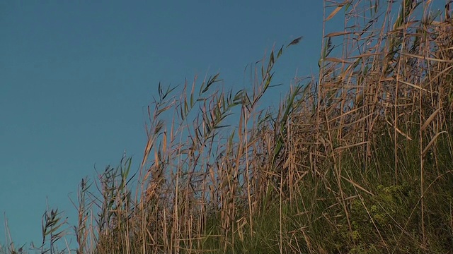 路堤与植物视频素材