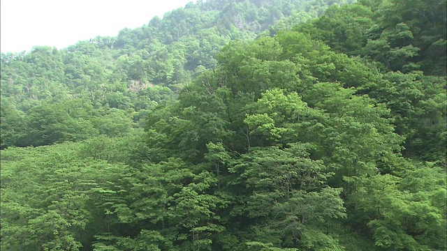 日本博山超级林道森林路视频素材