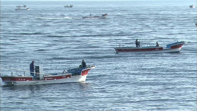 在北海道收获海带视频素材