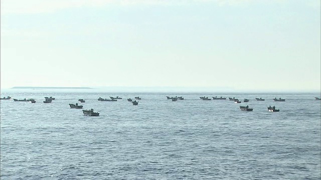 在北海道收获海带视频素材