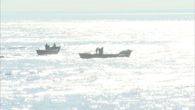 在北海道收获海带视频素材