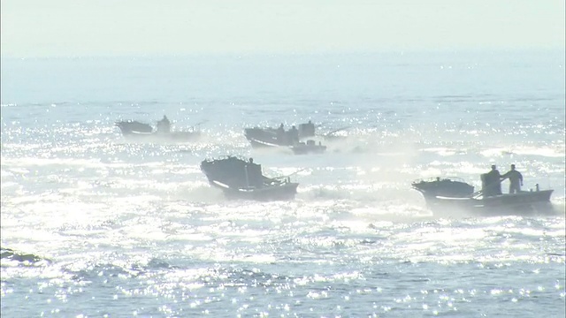 在北海道收获海带视频素材