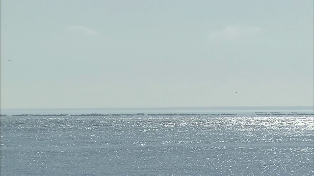 在北海道收获海带视频素材