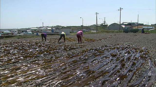 在北海道收获海带视频素材