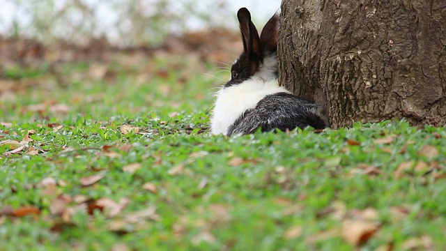 兔子躺在草地上跳了起来。视频下载