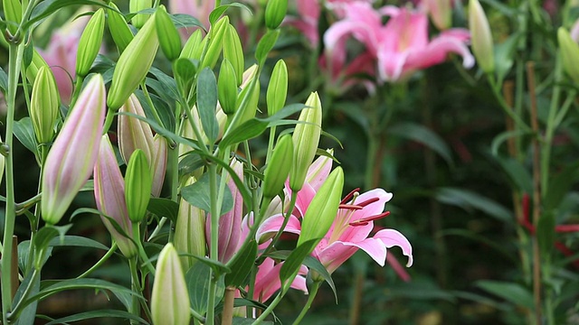 百合在花店卖花视频素材