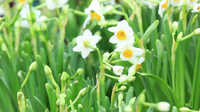 鲜黄色的花视频素材