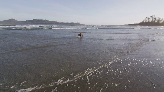 海滩太阳波狗涌浪冲浪者视频素材