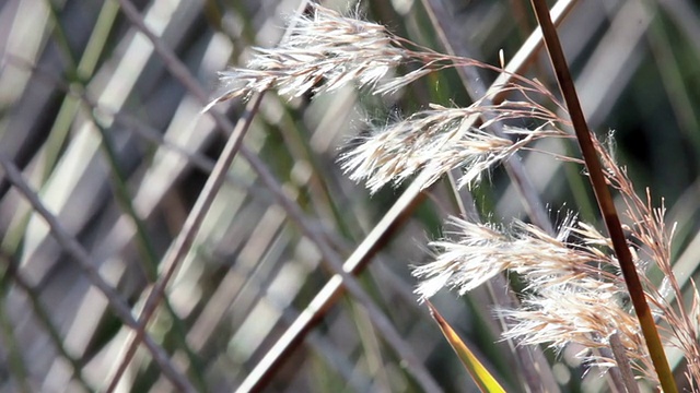 野草吹视频素材