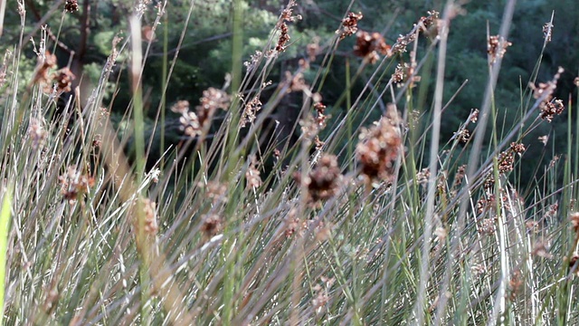 野草吹视频素材