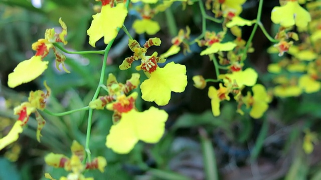 兰花视频素材