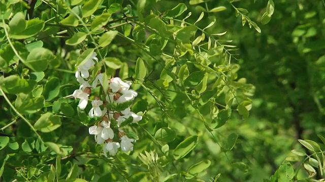 白相思花视频素材