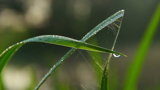 绿草上的水滴，清晨的清新，大自然的特写视频素材