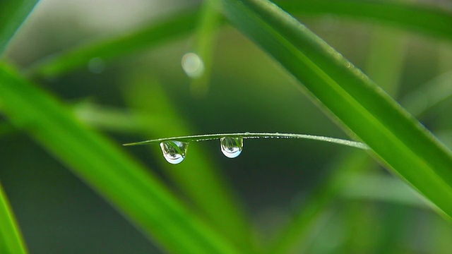 清晨露珠悬挂在草地上的特写，清新视频素材