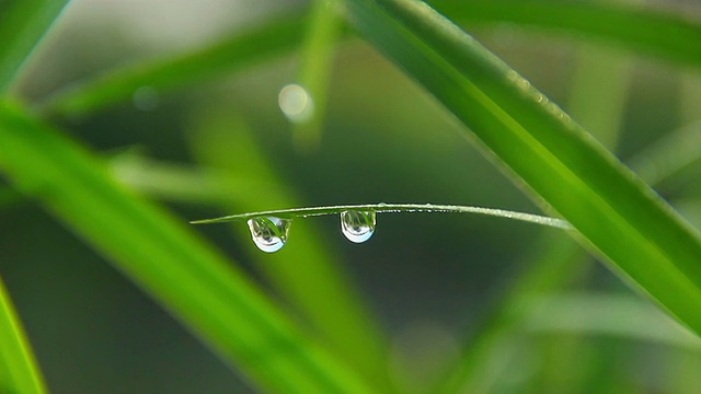 清晨的露珠在草上，水滴摇晃着，落了下来视频素材