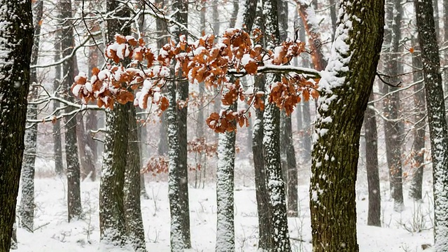 森林里飘雪的冬天视频素材