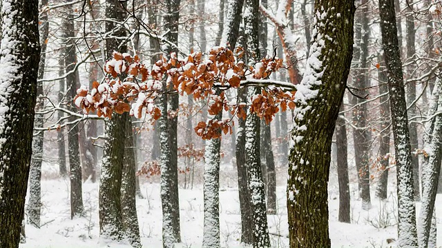 森林里飘雪的冬天视频素材