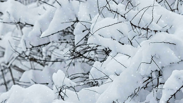 森林里飘雪的冬天视频素材