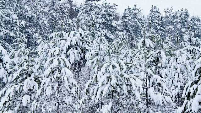 森林里飘雪的冬天视频素材