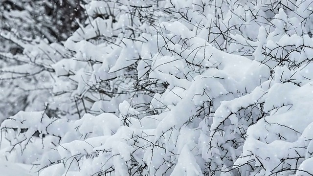 森林里飘雪的冬天视频素材