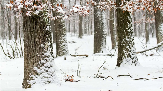 森林里飘雪的冬天视频素材