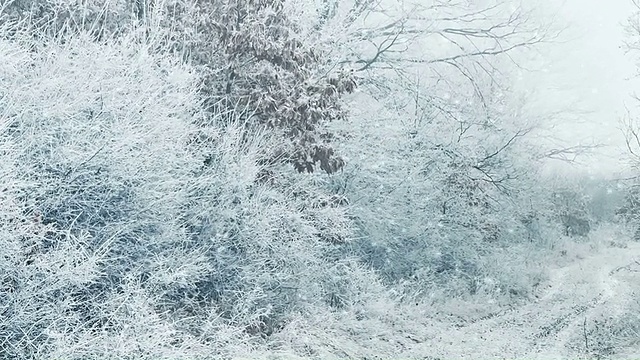 森林里飘雪的冬天视频素材