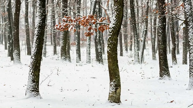 森林里飘雪的冬天视频素材