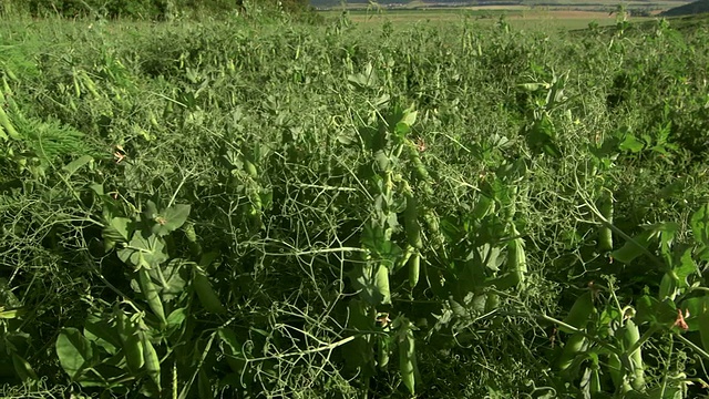 多莉:地里长着的青豆视频素材