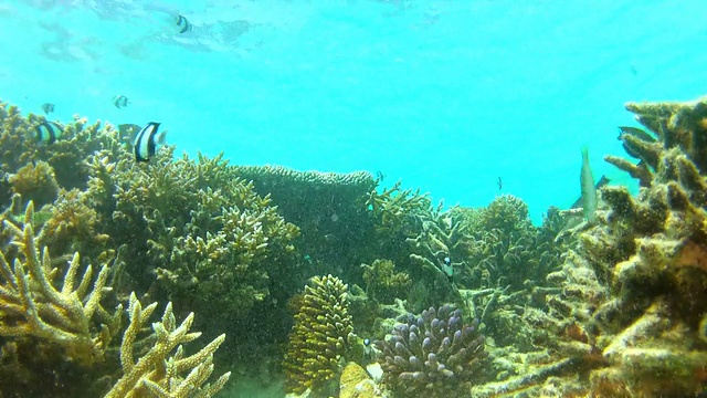 水下热带海洋的时间流逝视图视频素材