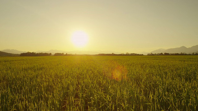 近景:夕阳透过麦叶照耀视频素材