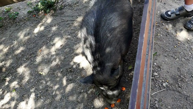 野猪视频素材